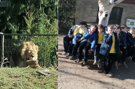 The Barn Owls take over Cotswold Wildlife Park!